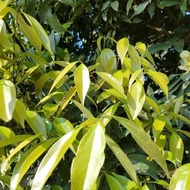 ✹☜☬1PCS Bay Leaf Seeds Laurel Plant Bayleaf Tree Seeds【COD】