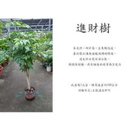 心栽花坊-海南菜豆樹/進財樹/1尺盆/綠化植物/室內植物/觀葉植物/售價1200特價1000