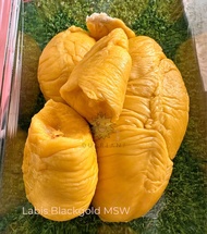 (Dukrian!) Old Tree Blackgold MSW Durian (420G+) Pahang Highland MSW Durian D197! 彭亨老樹黑金猫山王榴莲