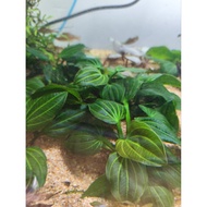 Echinodorus Iguazu 09 RARE plants（1stalk submerged form 8-10cm）pokok aquatik/aquarium plant/lowtech 