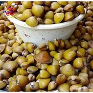 1kg remis kuning Laya remis hidup kerang kuning obat liver