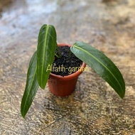 Anthurium Warocqueanum ~Anthurium Lidah Gajah