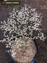 Variegated African Talisay Small Size (Limited Stocks Only) with FREE garden soil plastic pot and ma