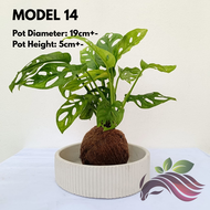 Kokedama Pot by LS Group