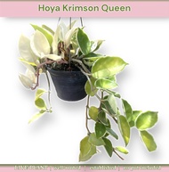 GBO Katrina: Hoya Carnosa 'Krimson Queen' | LIVE PLANT ORNAMENTAL