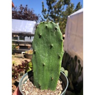 Cactus Plant / Cactus Bunnyear / Nopal Opuntia / Succulent plant / Prickly pear