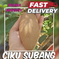 💥🔥 Pokok CIKU SUBANG / pokok ciku cepat berbuah