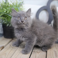 Persia Longhair Kitten Anak Kucing Abu Solid