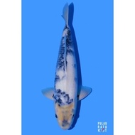 Shiro Utsuri Omosako 50 Bu Ikan Koi Import Sertifikat Breeder 01