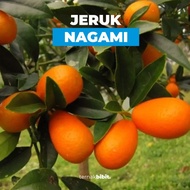 TERNAKBIBIT - Bibit Jeruk Nagami Okulasi Kualitas Premium