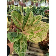 *SUPER RARE* AGLAONEMA TIGER IN 6 INCH POT