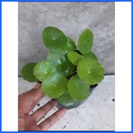 ☸ ❋ ∭ CHINESE MONEY PLANT (PILEA PEPEROMIOIDES)