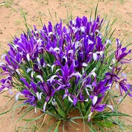 50Pcs Iris Lactea Plant Seed Horse Orchid Flower Seeds For Gardening Bonsai Seeds For Planti
