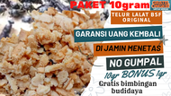 telur maggot bsf 10gram telur lalat bsf original telur bsf termurah