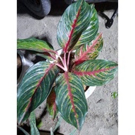 【Hot sale】Super Sale Aglaonema Red Emerald