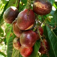 Baja buah matoa(longan brazil) LEBATKAN PUTIK DAN BUAH