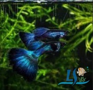 Moscow Blue Guppy 1 Pair by LS Aquatic