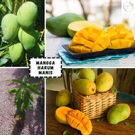 Anak Pokok Mangga Harum Manis baka Perlis