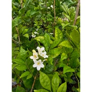 Murraya Paniculata Scented Orange Jasmine (in Poly Bag) House Home Plant Gardening Landscaping