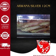 Ikan Hias Arwana Silver Ukuran 12cm - ARWANA 12 CM IKAN HIAS ARWANA