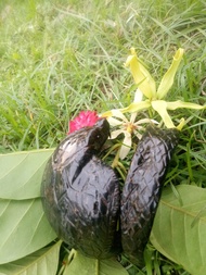 gelang akar bahar cobra super jumbo