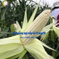 Hạt giống ngô nếp lai F1 wax50 gói 1kg Sygenta