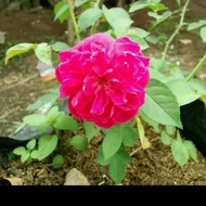Bunga Mawar Asli