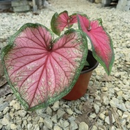 Rare Species Caladium Hybird-Pokok Keladi/Indoor Plant/ Real Live  Plant/ Pokok Bunga Hiasan