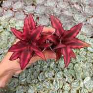 90s Greenovation Live Plant Mini Cryptanthus Bromeliad Red 小红姬凤梨 55mm