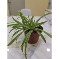 Chlorophytum conosum吊兰