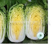 5Gr 1500 Hạt Hạt Giống Cải Thảo Kim Chi Mùa Thu 5KG (| C54)