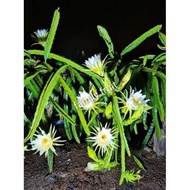 （50cm-70cm) Yellow Dragon Fruits Trees/Keratan Kuning Benih Anak Pokok Buah Naga 黄色火龙果苗