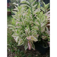 Pokok hiasan lelipan/Euphorbia tithymaloides/real live plant.