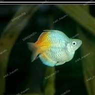 ikan rainbow bosemani balon/ikan hias aquascape