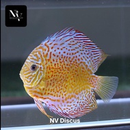 ikan discus leopard indukan