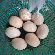 telur ayam pelung pertil