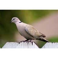 TELUR PUTER PELUNG TRAH DURASI