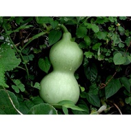 葫芦 活树！Calabash plant ALIVE LABU BUYUNG