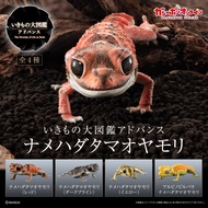 🔥Ready Stock🔥Biological Illustrated Book Attack Fine-Skin Tumor Tail Gecko Bandai Capsule Toy Capsul