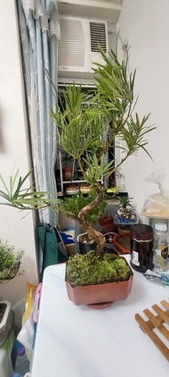 15年老桩羅漢松S造型