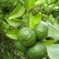 pohon bibit jeruk limau sambal