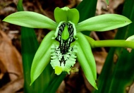 anggrek spesies coelogyne pandurata anggrek hitam