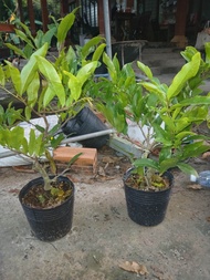 2 Cây Mai Cúc Thọ Hương Gốc Ghép 2 MÙA Cao 30_45cm  - "" MUA 10 TẶNG 1 ""