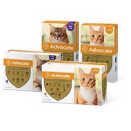 Advocate for Small and Large Cats