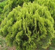 Juniper seed Cypress seed Juniper seed cypress seed cypress seed Juniper seed Cypress seed road gree