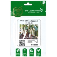Ban Lee Huat Seed Local Singapore Grower's Choice Seed White Oblong Eggplant Vegetable Plant Gardeni