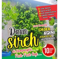 MURAH-DAUN SIREH KAMPUNG, FRESH-FRESH DIKUTIP DARI POKOK