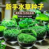 Water grass seeds 水草种子3000颗 aquarium decoration plant seeds+water grass mud micro landscape fish tan