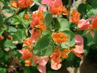 Bougainvillea Plant Orange Flower with FREE plastic pot and garden soil (Outdoor Plant Real Plant  a