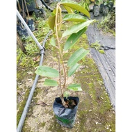 Anak Pokok Durian d24/Durian Sultan
